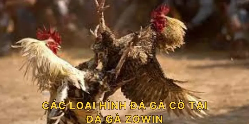 Các loại hình đá gà có tại đá gà ZOWIN