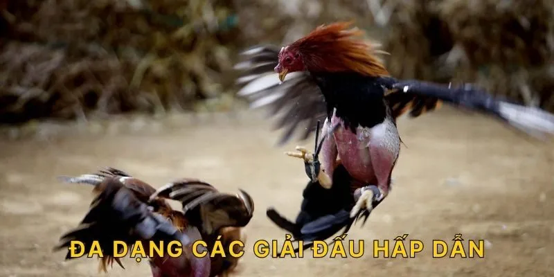 Đa dạng các giải đấu hấp dẫn!