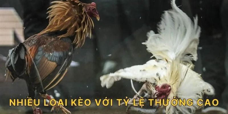 Nhiều loại kèo với tỷ lệ thưởng cao!