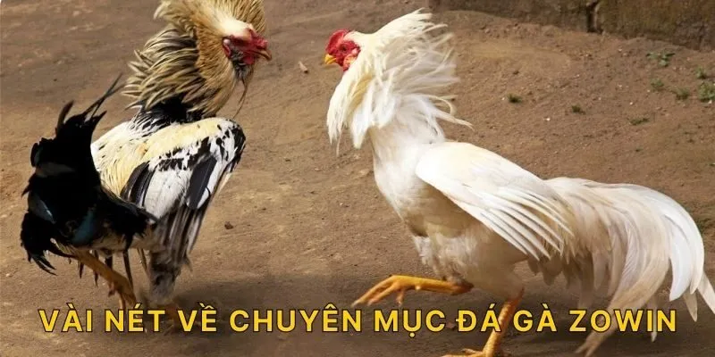 Vài nét về chuyên mục đá gà ZOWIN